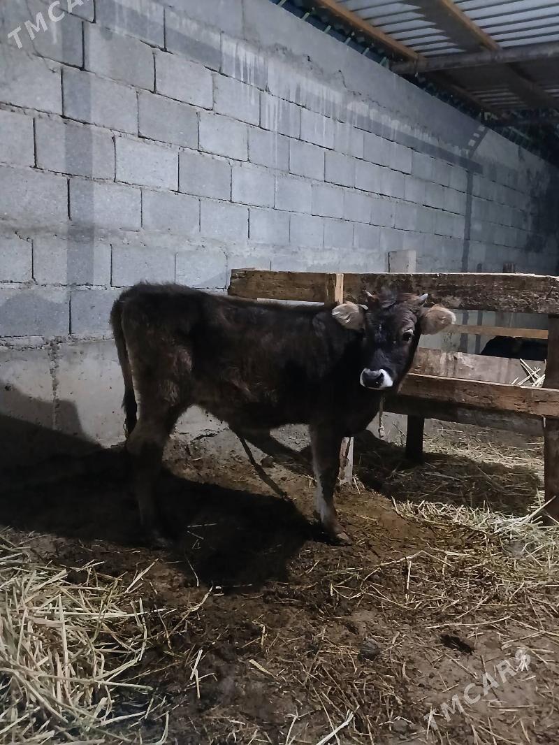 Tuwe - Gökdepe - img 2