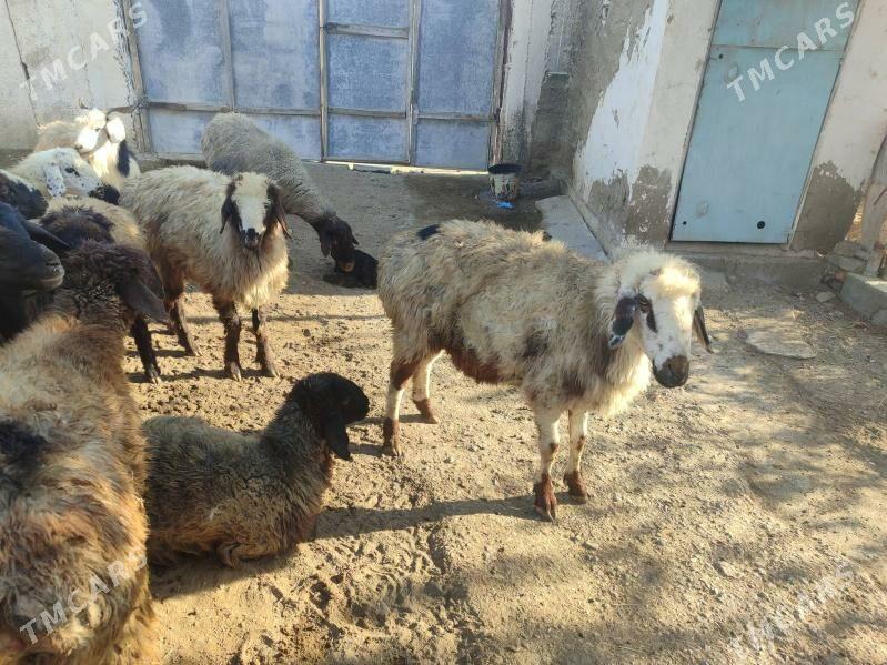 goyun geci tokly - Bäherden - img 2