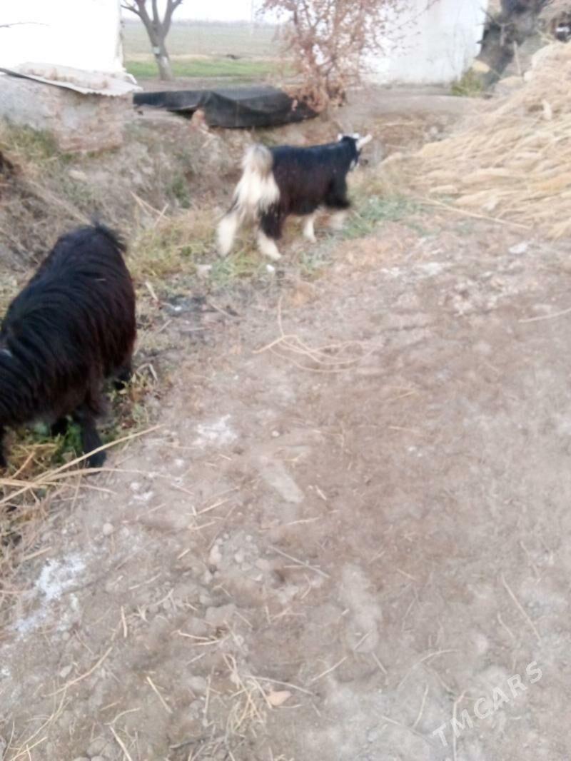 geciler - Çärjew - img 3