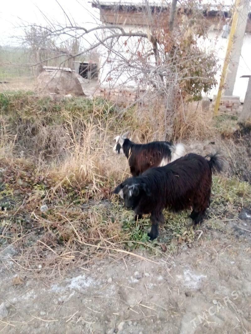 geciler - Çärjew - img 5