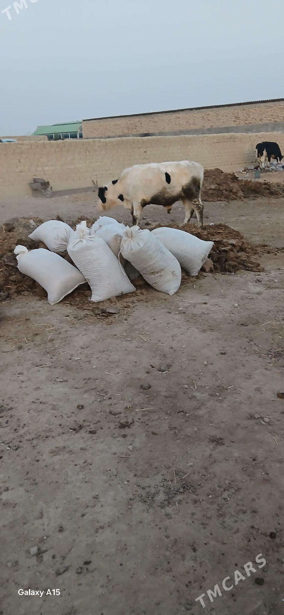 öküzler - Бахарден - img 3