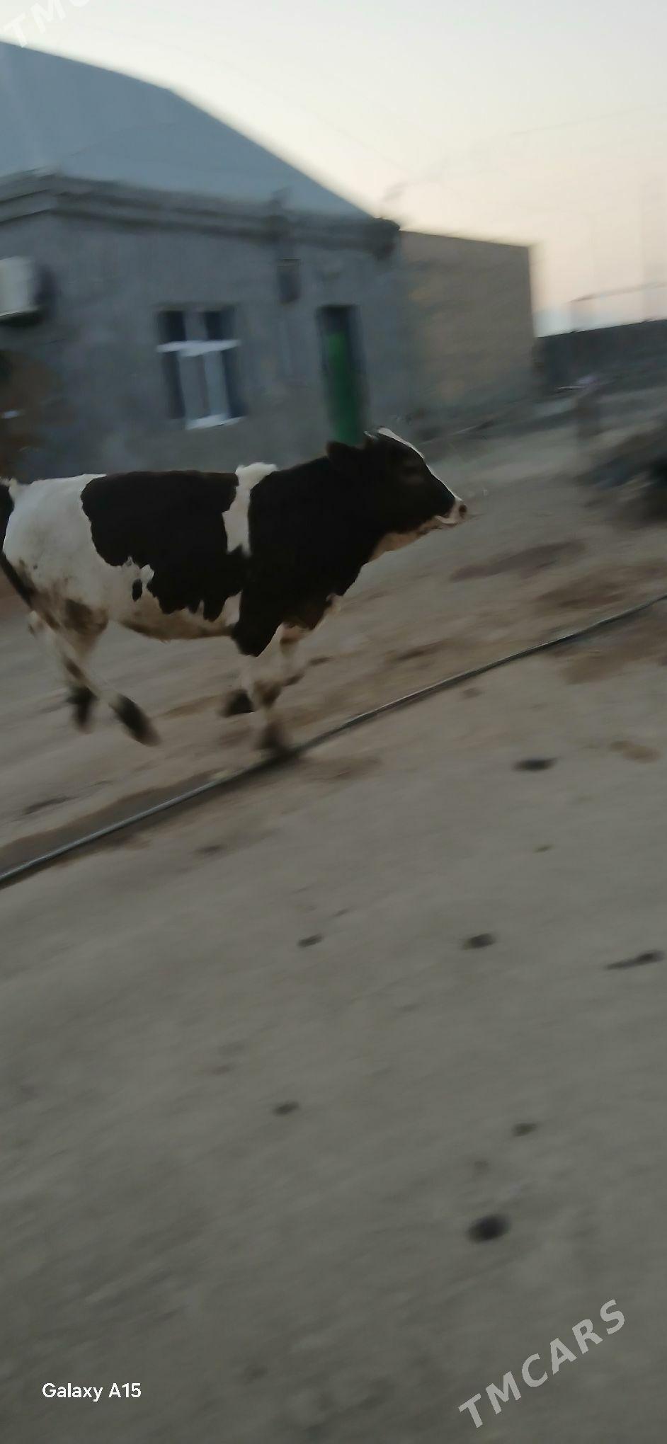 öküzler - Бахарден - img 2