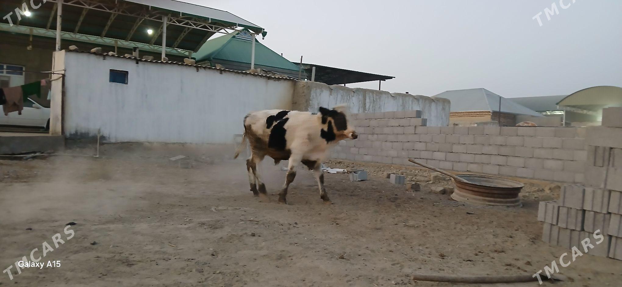 öküzler - Бахарден - img 4