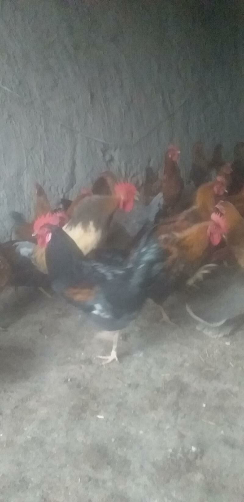 horaz - Гороглы (Тагта) - img 2