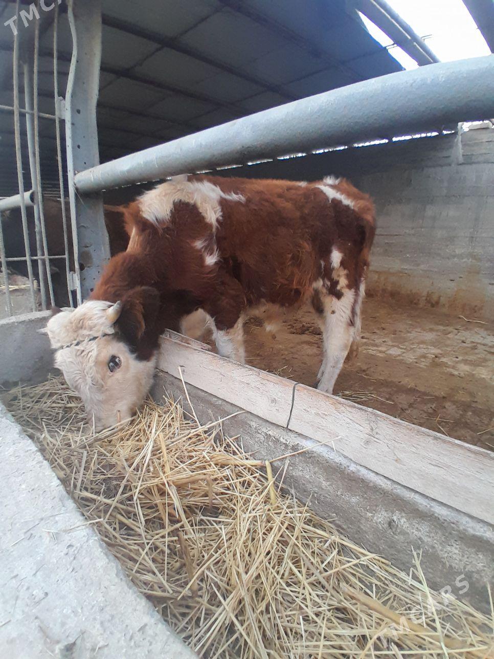 ARGINAL  ŞIWET  OKÜZ - Gökdepe - img 2