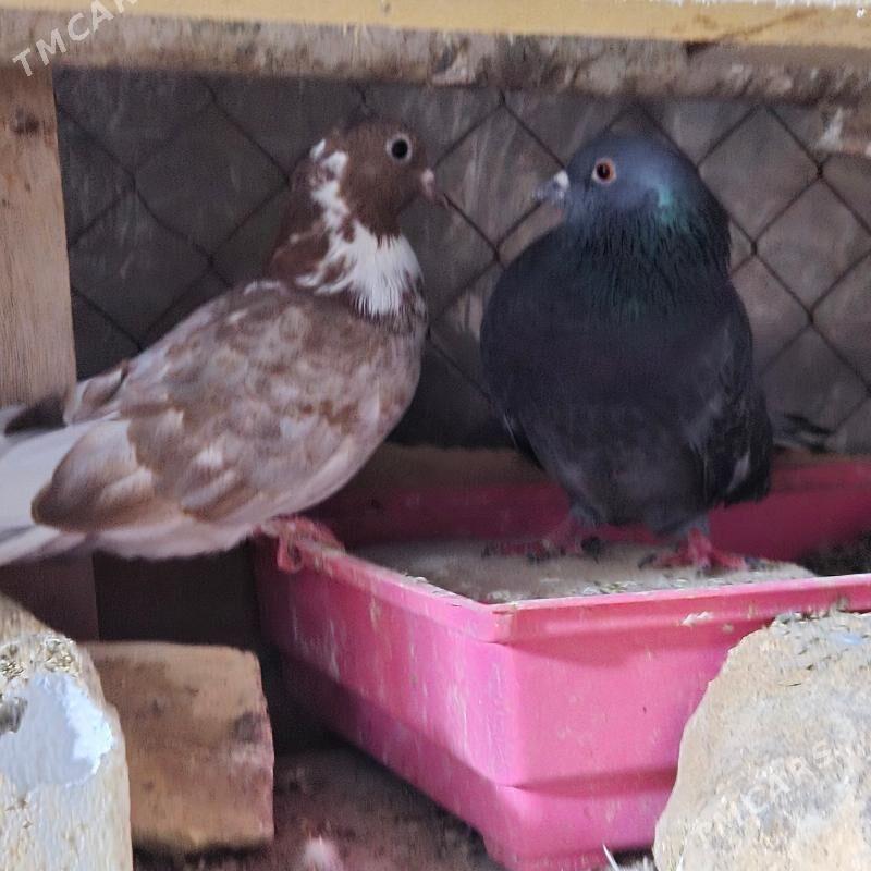 kepderi - Gubadag - img 6