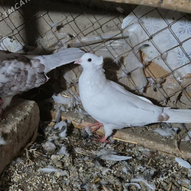 kepderi - Gubadag - img 8