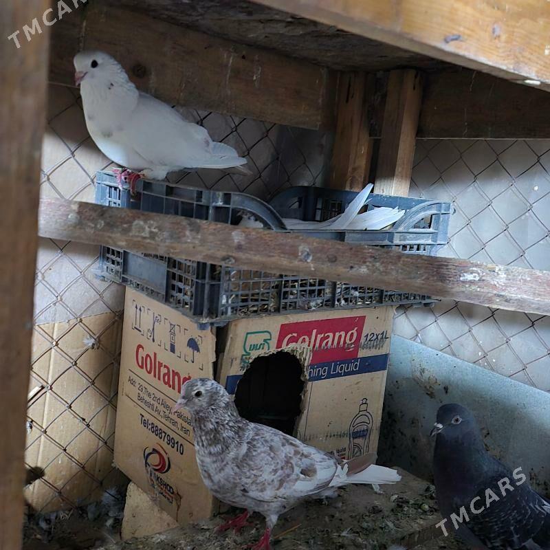 kepderi - Gubadag - img 9