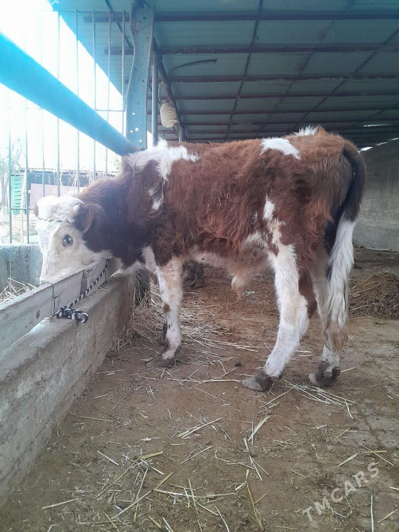 ARGINAL  ŞIWET  OKÜZ - Gökdepe - img 4