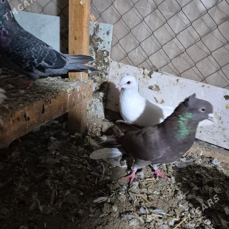 kepderi - Gubadag - img 10