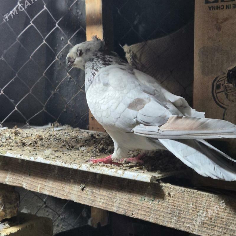 kepderi - Gubadag - img 7