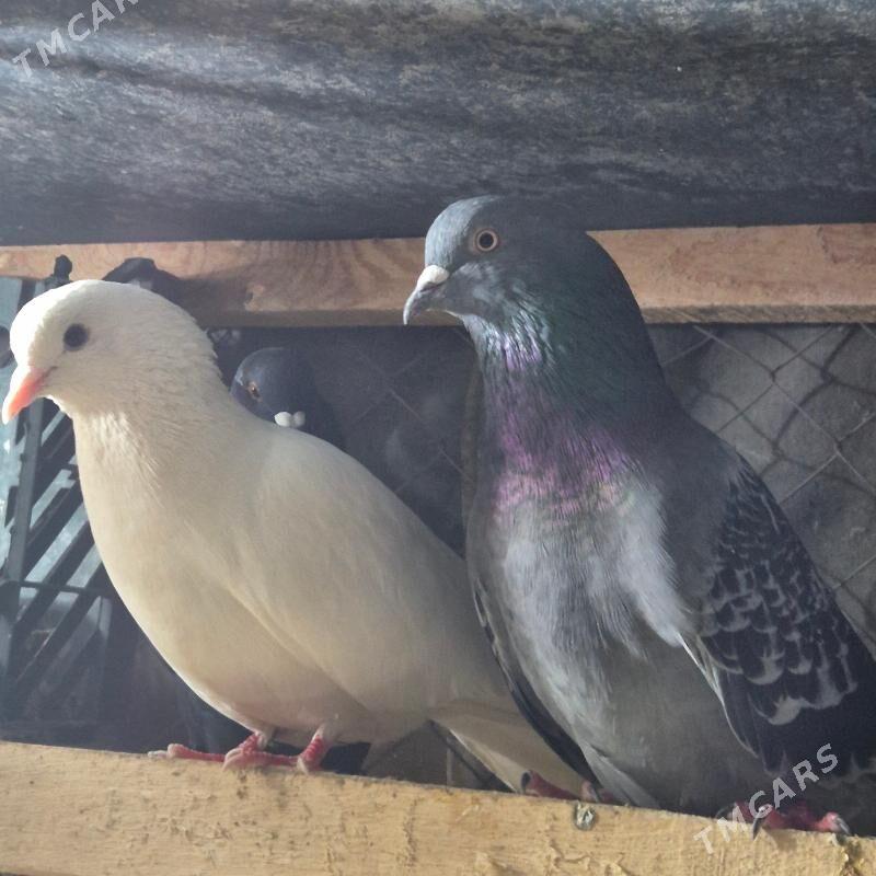 kepderi - Gubadag - img 5