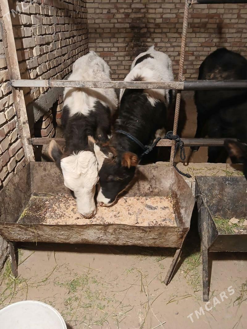 ökuz - Gökdepe - img 2