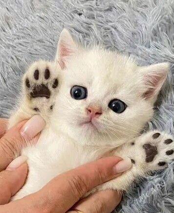 kotyata - Aşgabat - img 2