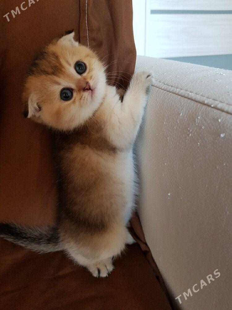 kotyata - Aşgabat - img 3