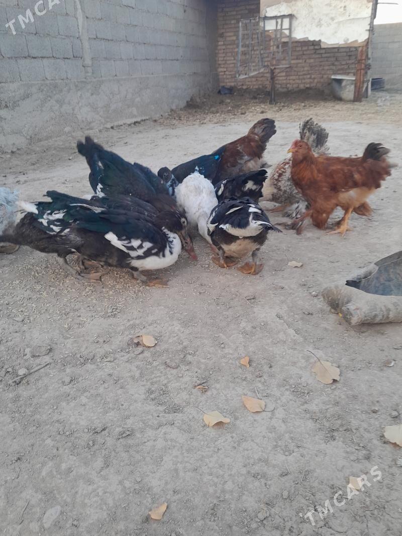 indutka gaz - Кака - img 2