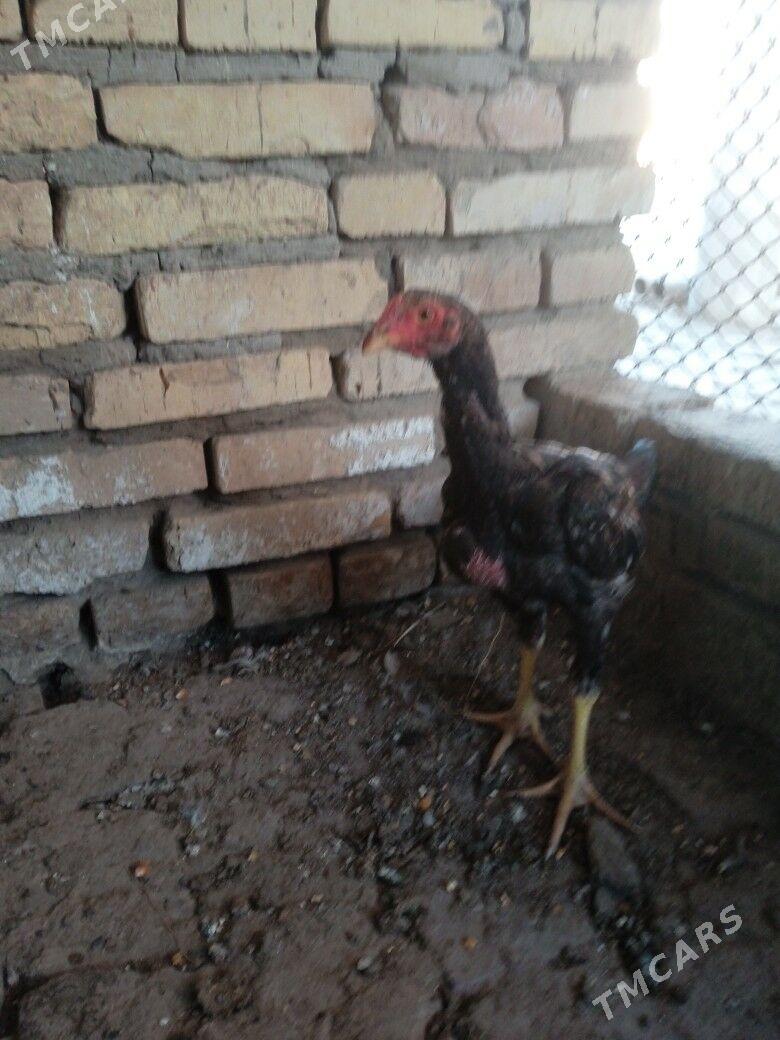 Байсов хораз - Чарджоу - img 2