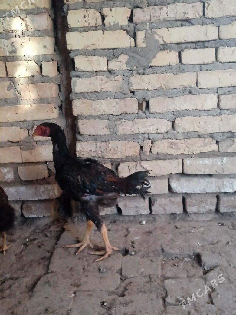 Байсов хораз - Чарджоу - img 3