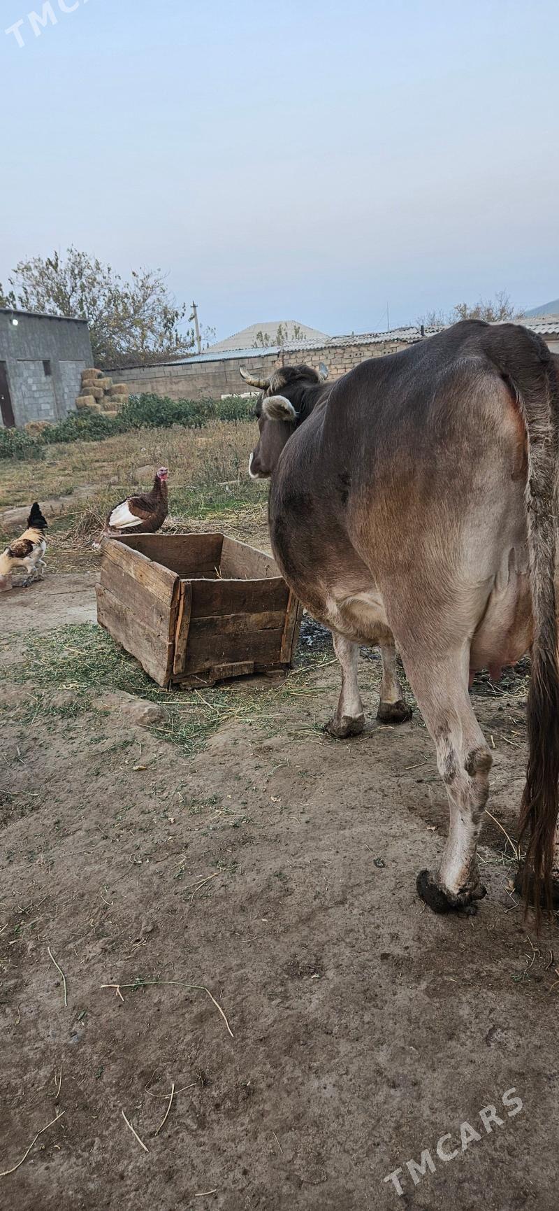 Sygyr - Гёкдепе - img 1