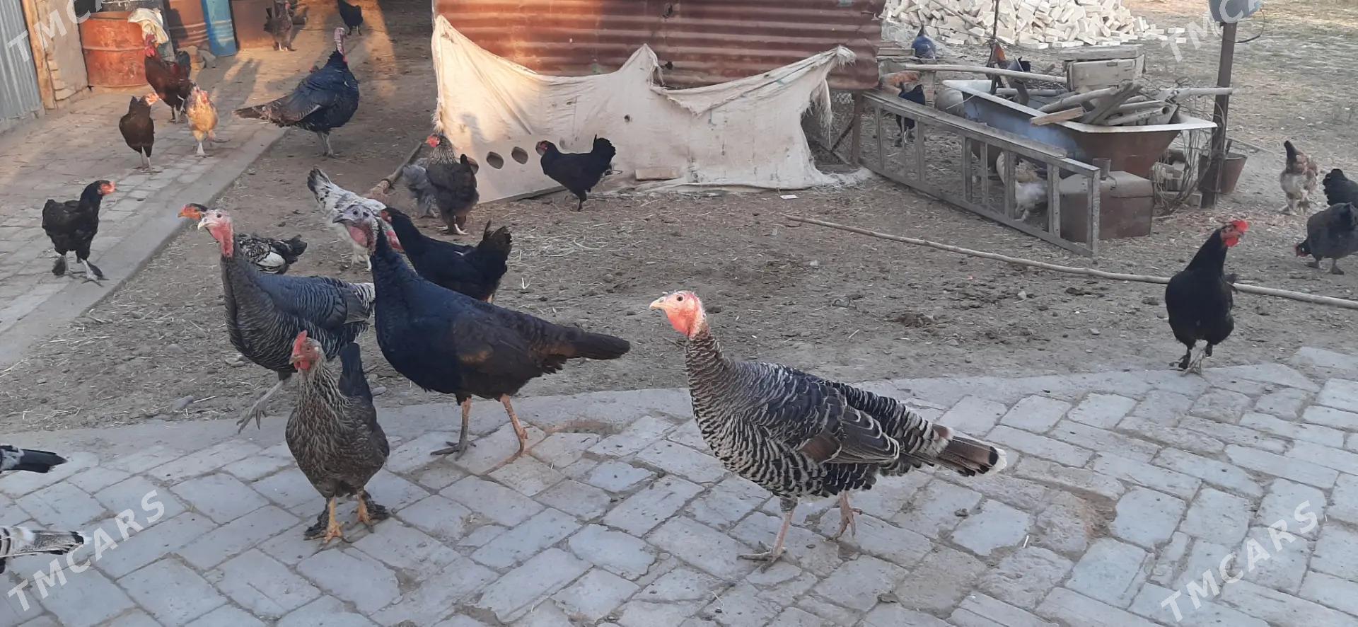 Induk - Ёлётен - img 3