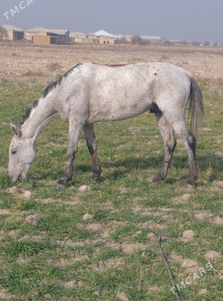 At Alaşa - Wekilbazar - img 5