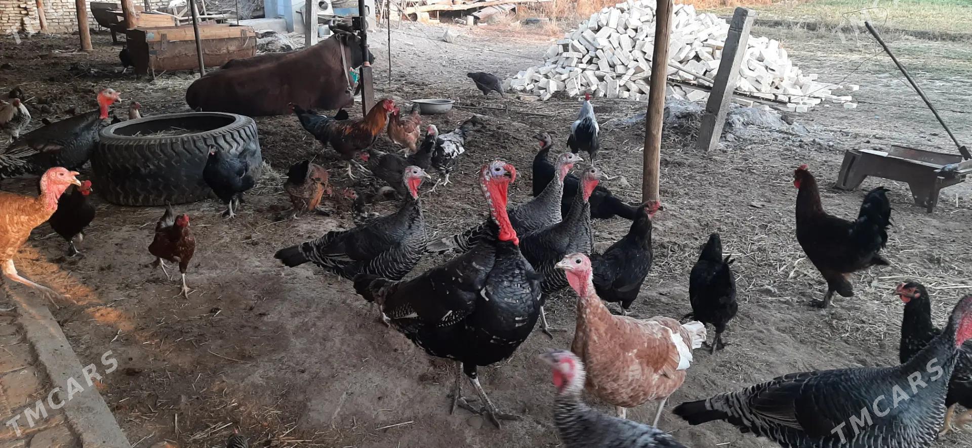 Induk - Ёлётен - img 2