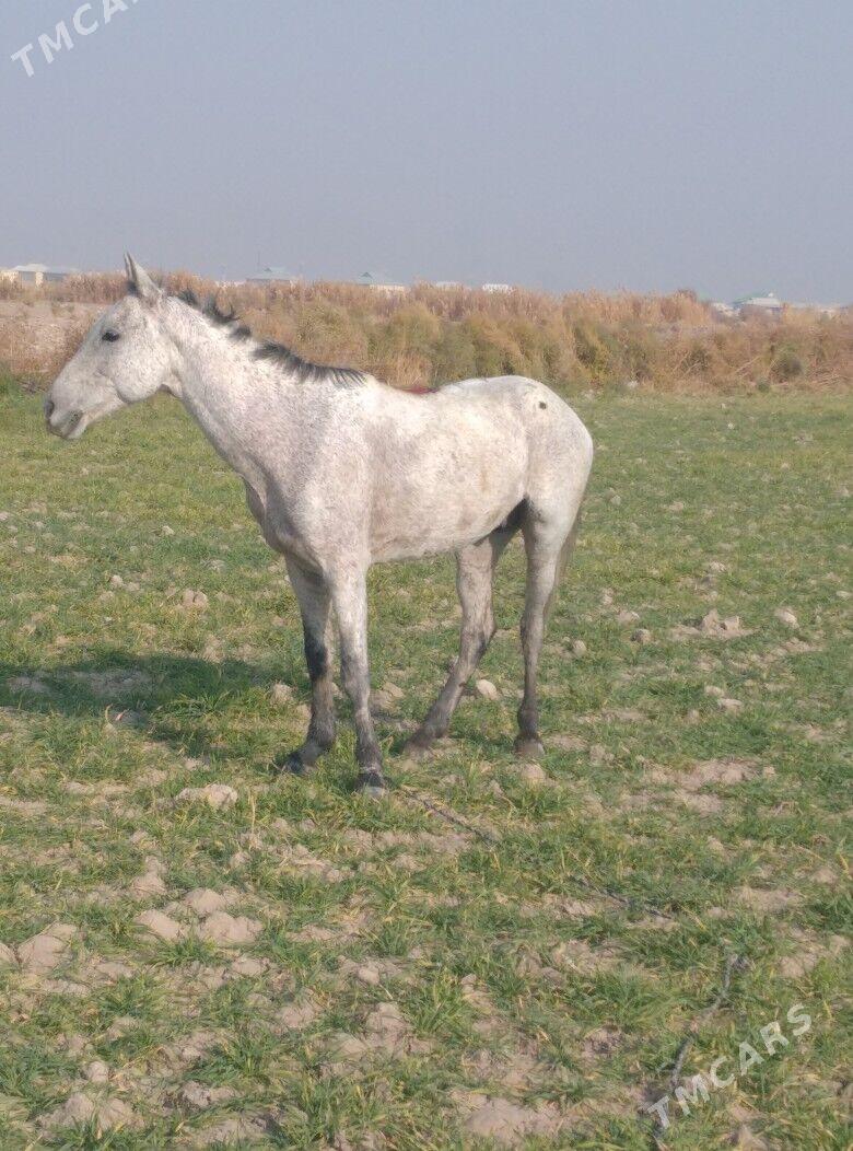 At Alaşa - Wekilbazar - img 3