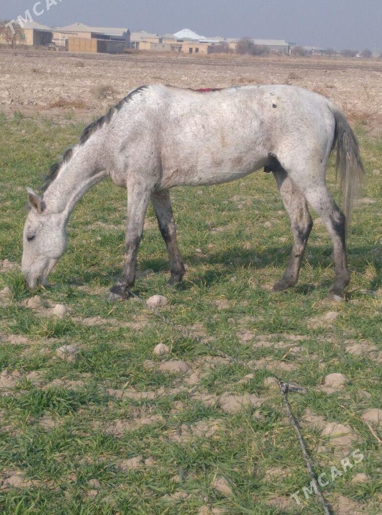 At Alaşa - Wekilbazar - img 4