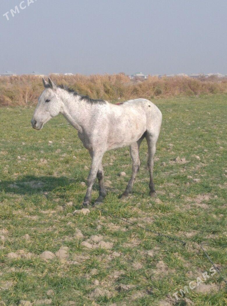 At Alaşa - Wekilbazar - img 1