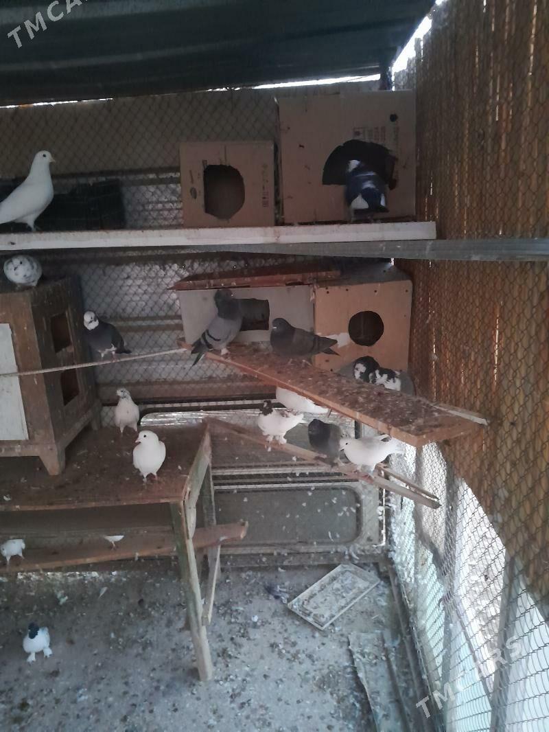 папугай - Кёнеургенч - img 2