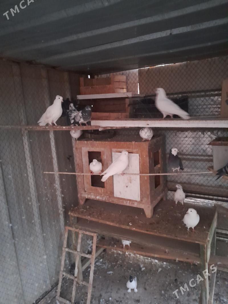 папугай - Кёнеургенч - img 3