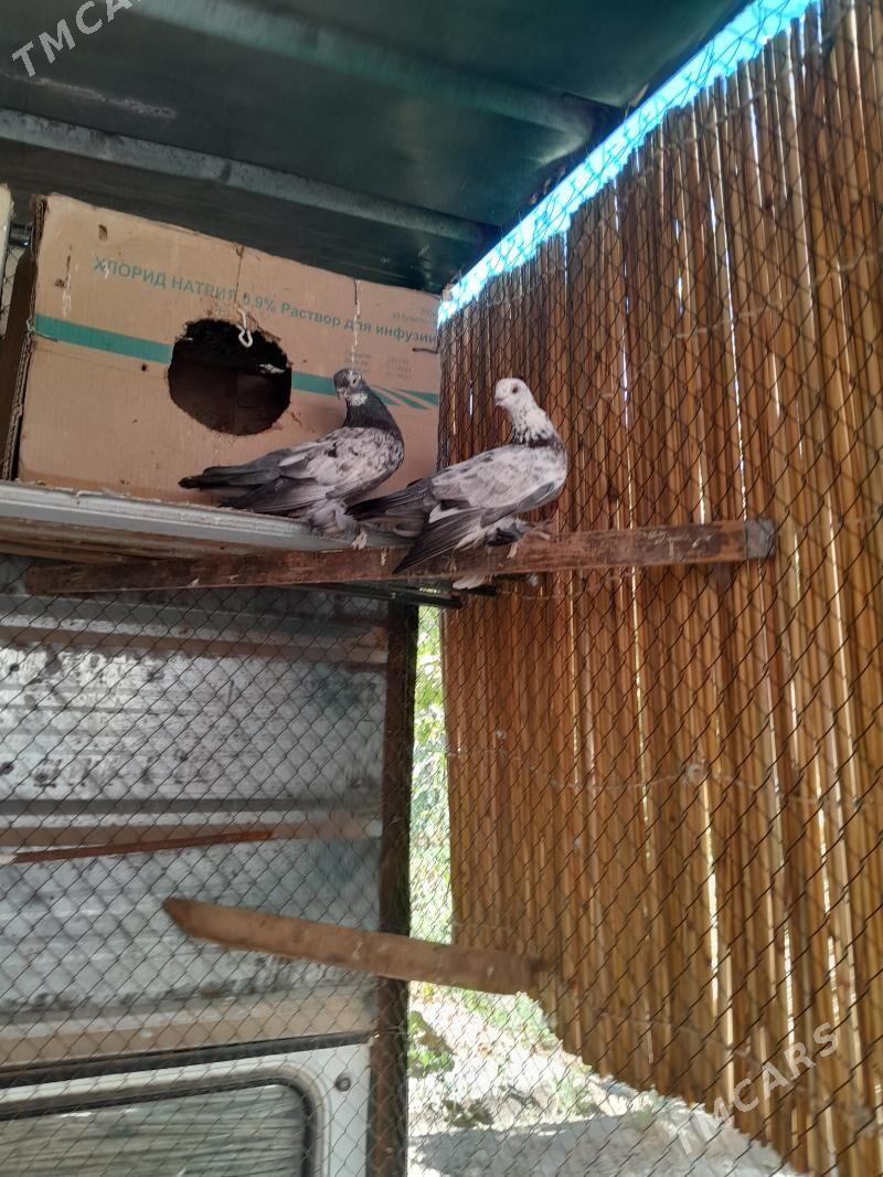 папугай - Кёнеургенч - img 5