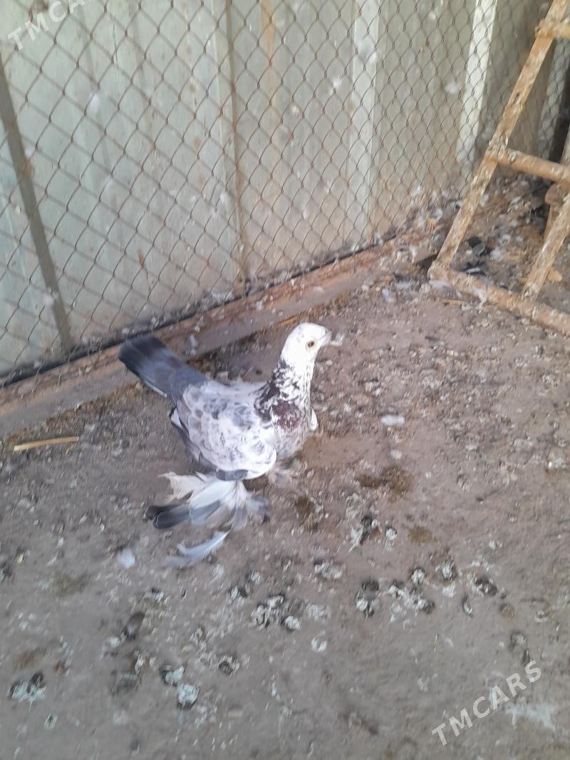 папугай - Кёнеургенч - img 4