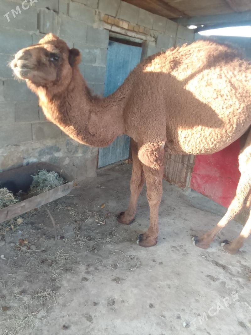 Duluç - Берекет - img 2