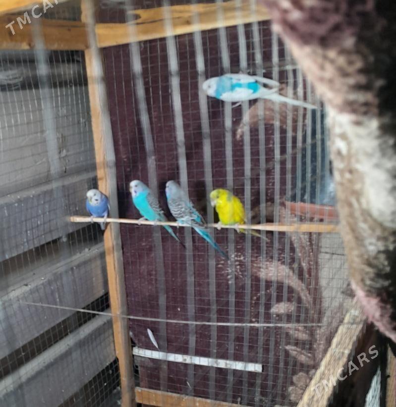 папугай - Кёнеургенч - img 6