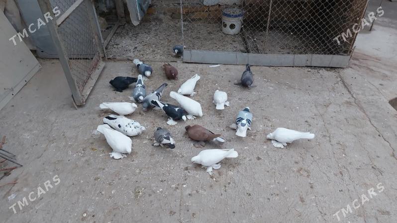 папугай - Кёнеургенч - img 7