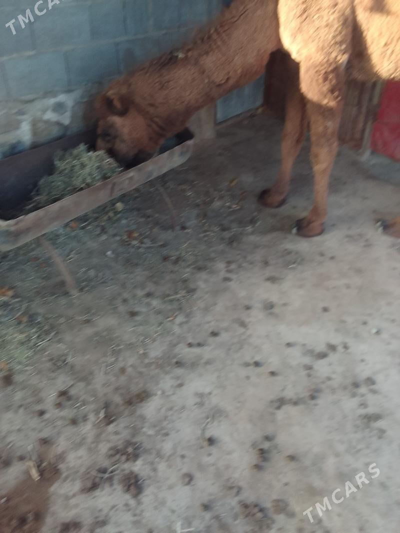 Duluç - Берекет - img 4