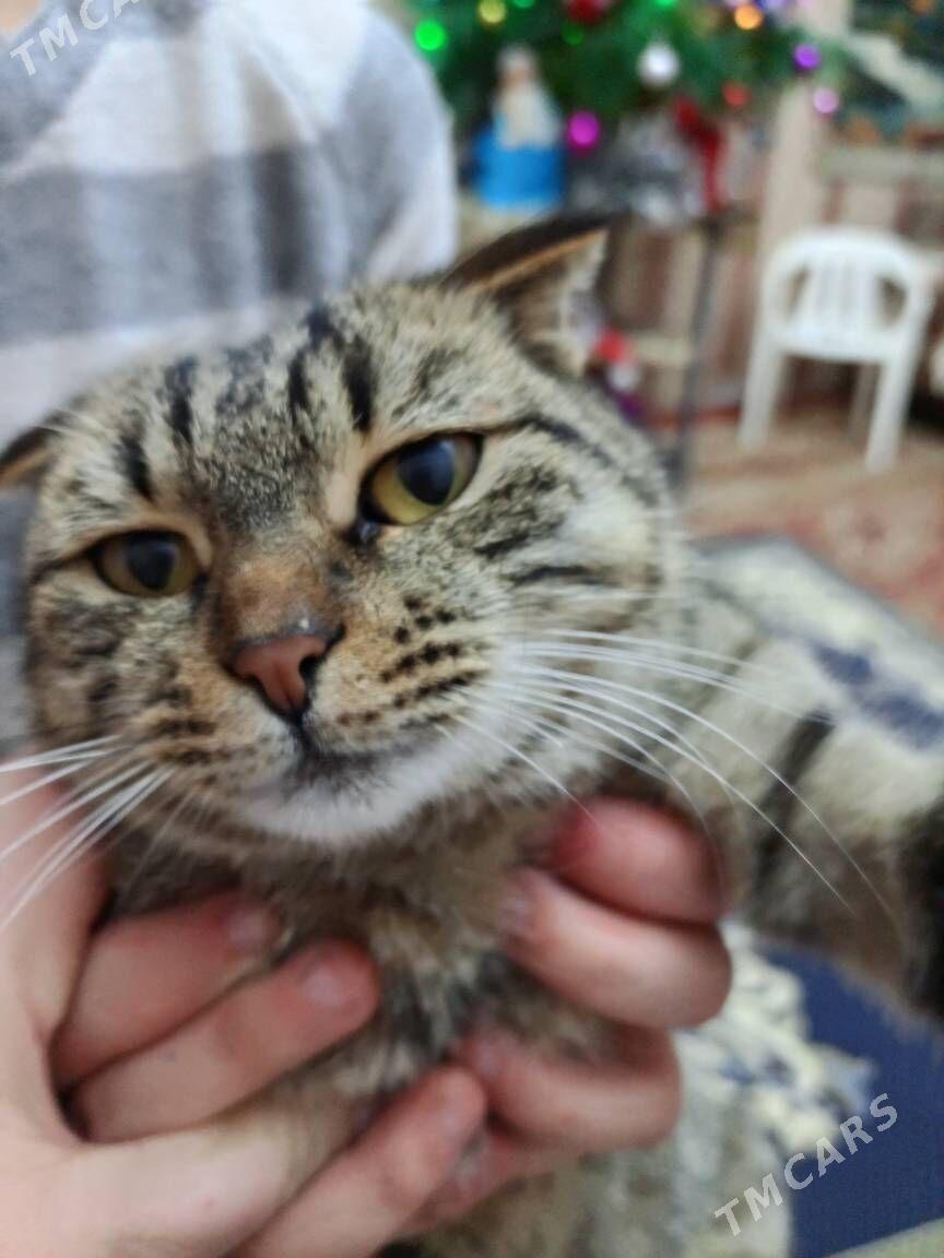 кошки - Туркменабат - img 2