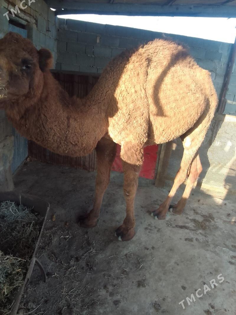 Duluç - Берекет - img 3