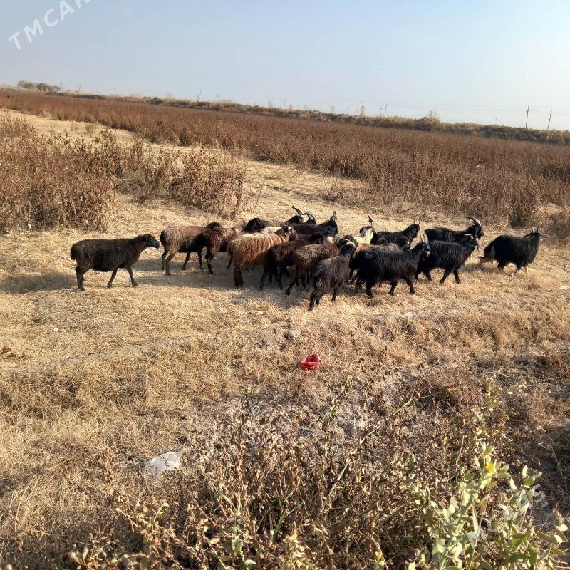 Goyun sekerler - Гарабекевюл - img 5