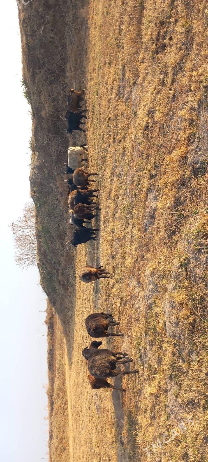 Goyun sekerler - Гарабекевюл - img 3