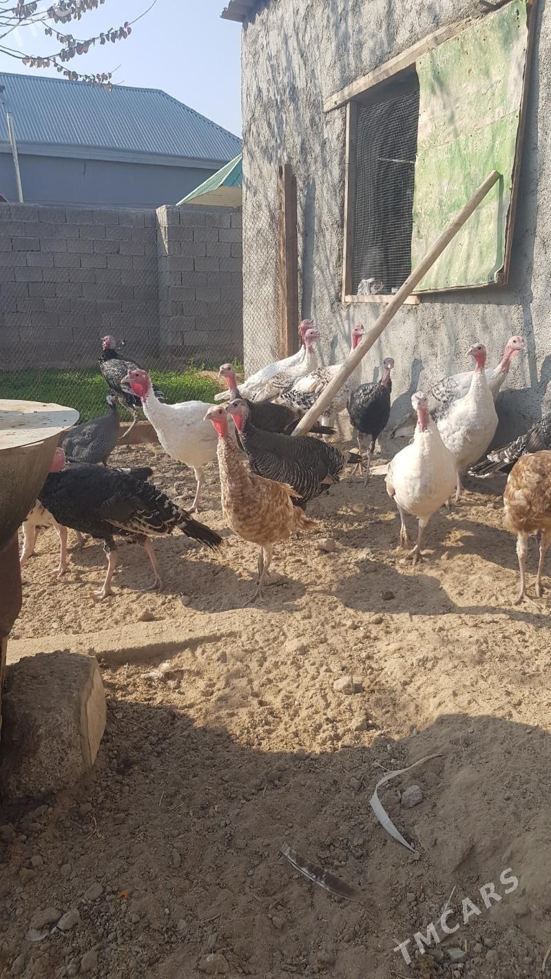 induk - Херрикгала - img 2