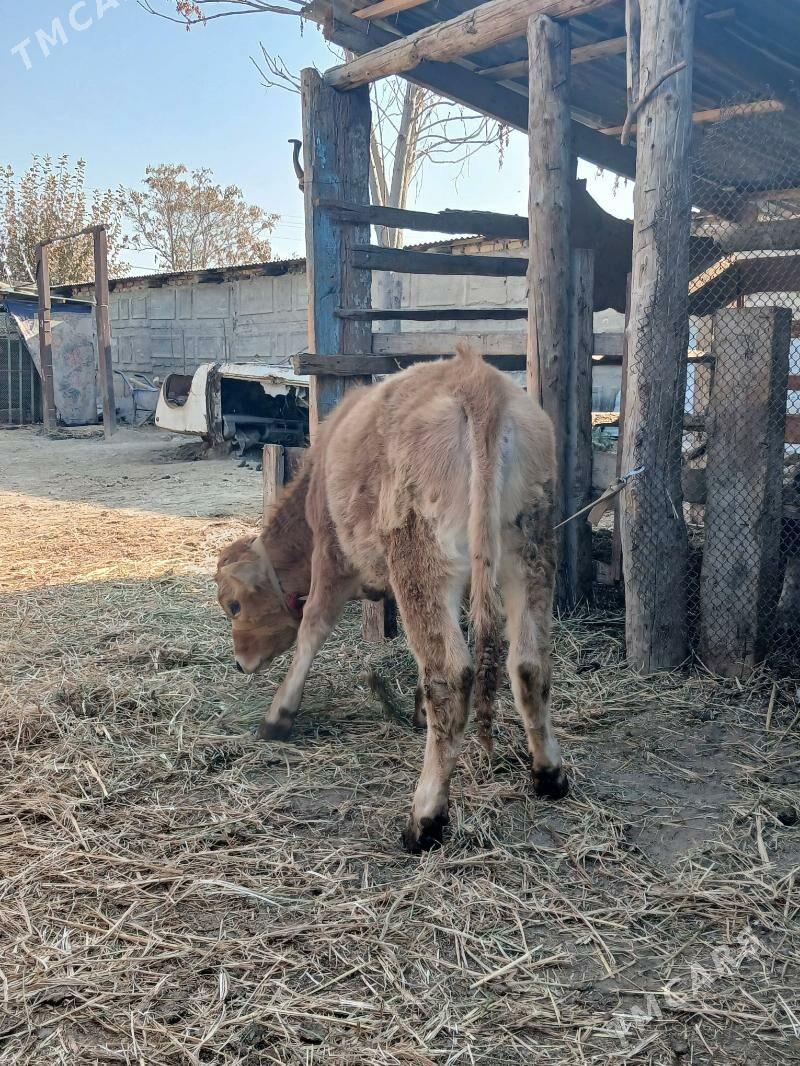 Tuwe - Gökdepe - img 3