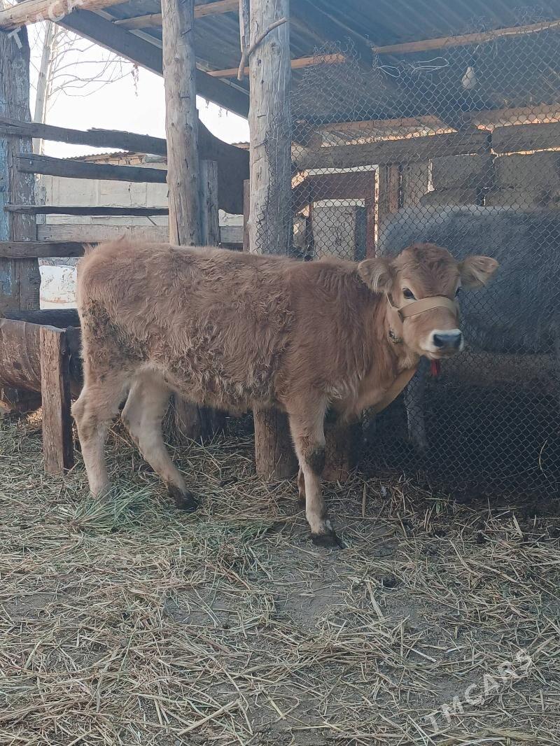 Tuwe - Gökdepe - img 2