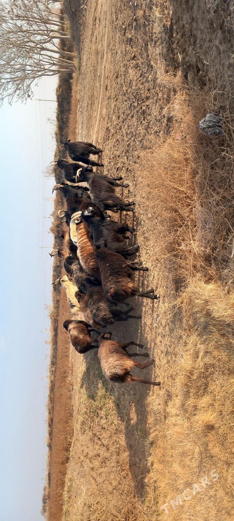 Goyun sekerler - Гарабекевюл - img 2