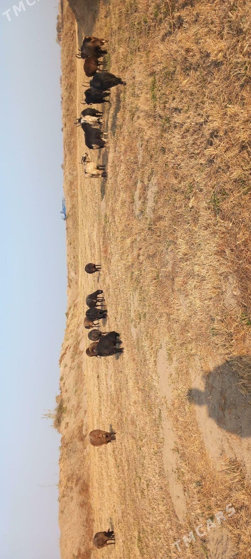 Goyun sekerler - Гарабекевюл - img 4