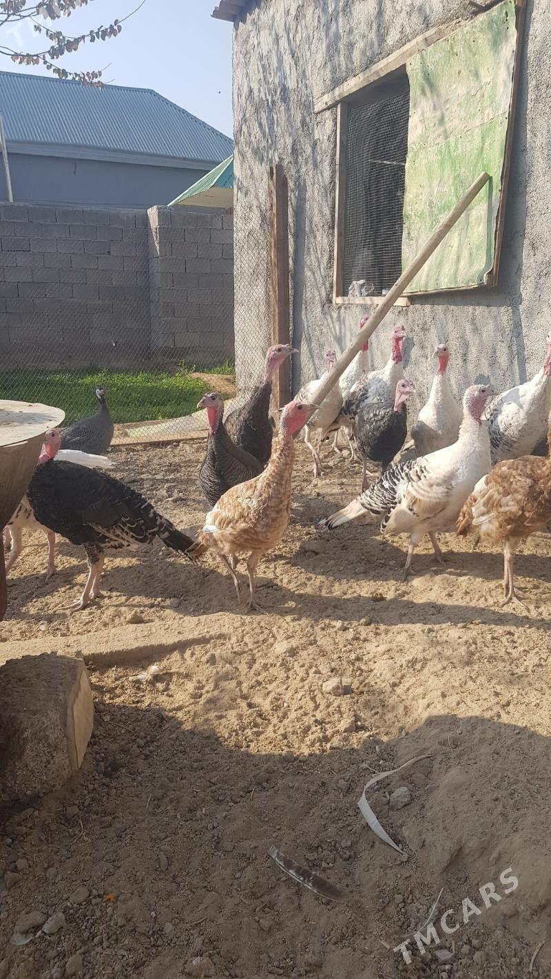 induk - Herrikgala - img 1