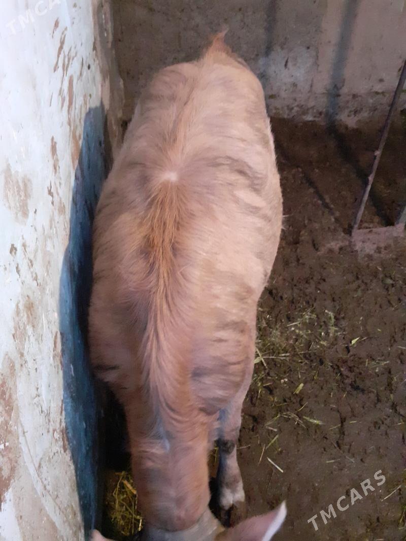 Tuwe - Aşgabat - img 3