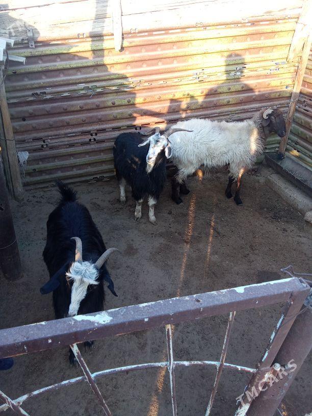 geçi goýun - Балканабат - img 2