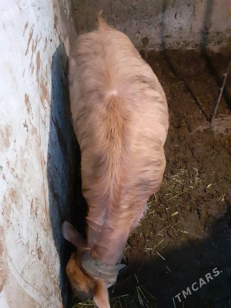 Tuwe - Aşgabat - img 2